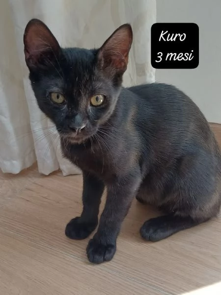 GATTINI IN ADOZIONE! Urgentissimo  | Foto 4