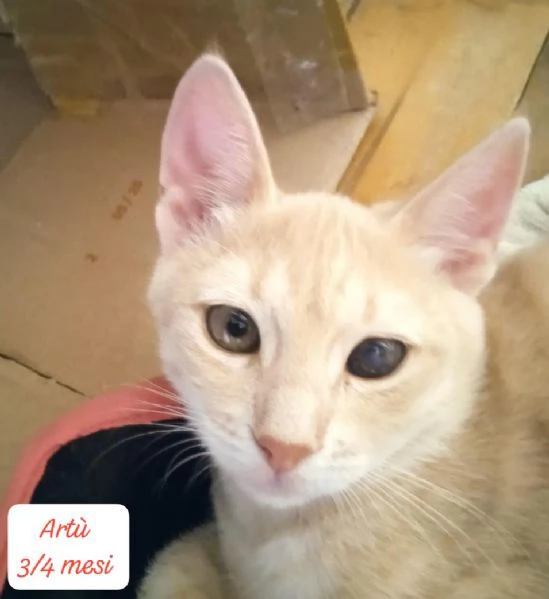 GATTINI IN ADOZIONE! Urgentissimo  | Foto 9