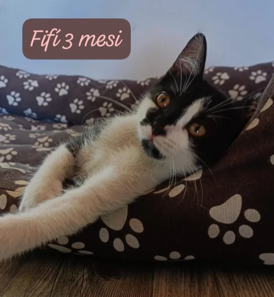 GATTINI IN ADOZIONE! Urgentissimo  | Foto 8