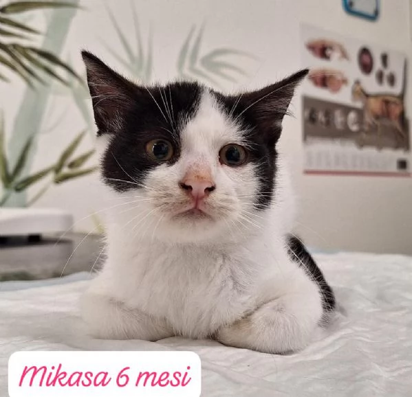 GATTINI IN ADOZIONE! Urgentissimo  | Foto 1