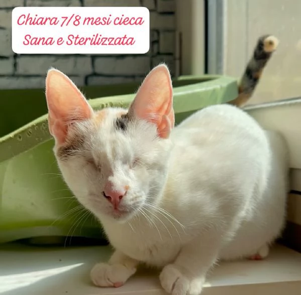 GATTINI IN ADOZIONE! Urgentissimo  | Foto 7