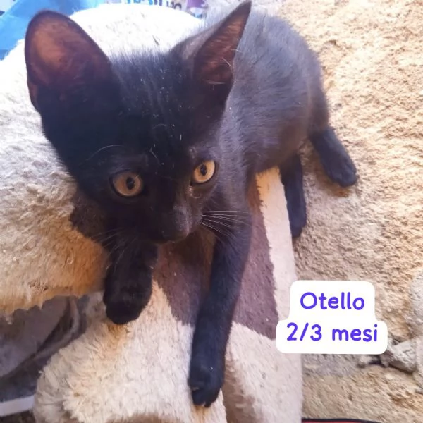 GATTINI IN ADOZIONE! Urgentissimo  | Foto 6