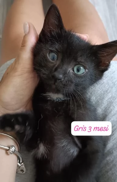 GATTINI IN ADOZIONE! Urgentissimo  | Foto 5