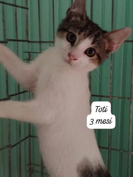 GATTINI IN ADOZIONE! Urgentissimo  | Foto 3