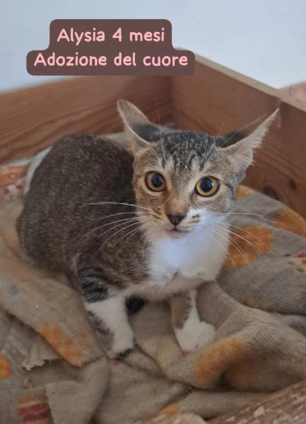 GATTINI IN ADOZIONE! Urgentissimo  | Foto 4