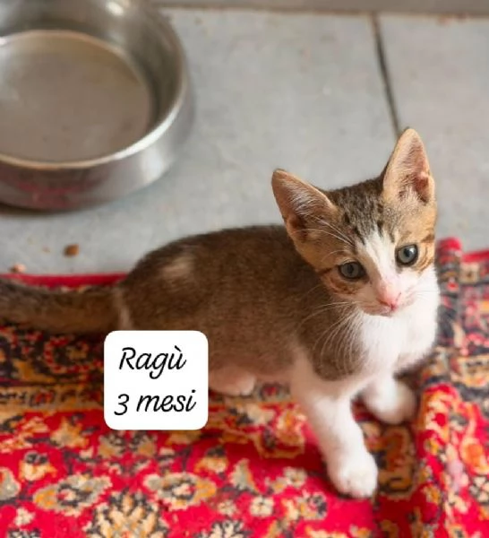 GATTINI IN ADOZIONE! Urgentissimo  | Foto 1