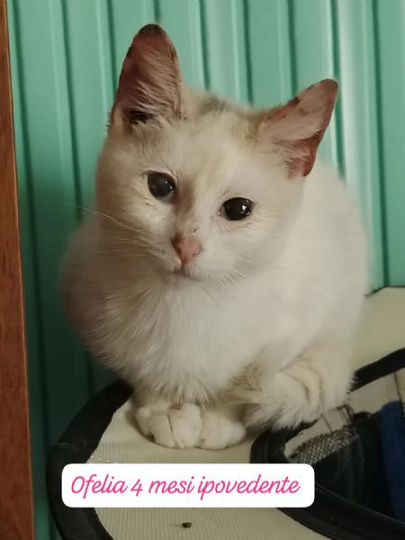 GATTINI IN ADOZIONE! Urgentissimo 