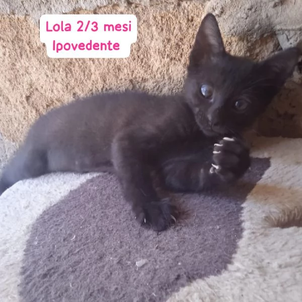 GATTINI IN ADOZIONE! Urgentissimo  | Foto 3