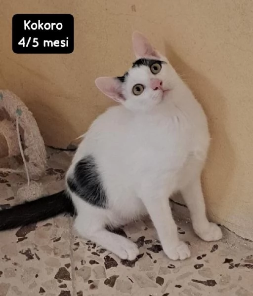 GATTINI IN ADOZIONE! Urgentissimo  | Foto 2