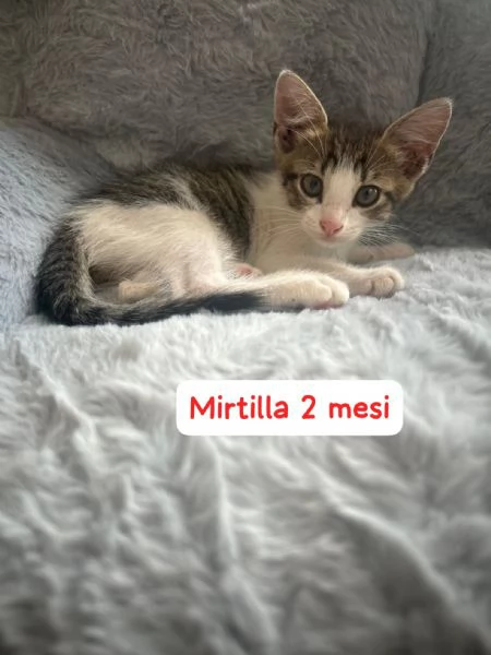 GATTINI IN ADOZIONE! Urgentissimo  | Foto 1