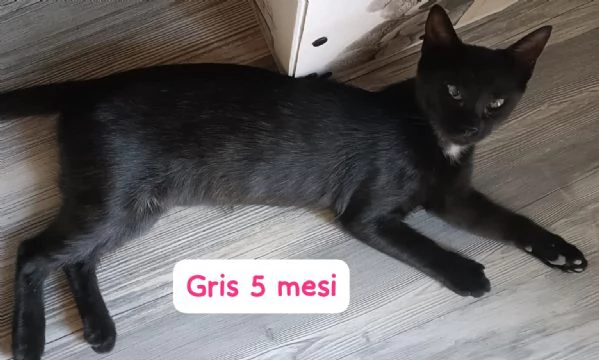 GATTINI IN ADOZIONE! Urgentissimo  | Foto 0