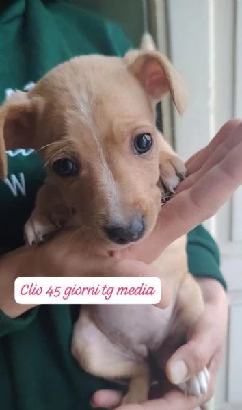 CUCCIOLI SENZA ALCUN FUTURO! | Foto 5