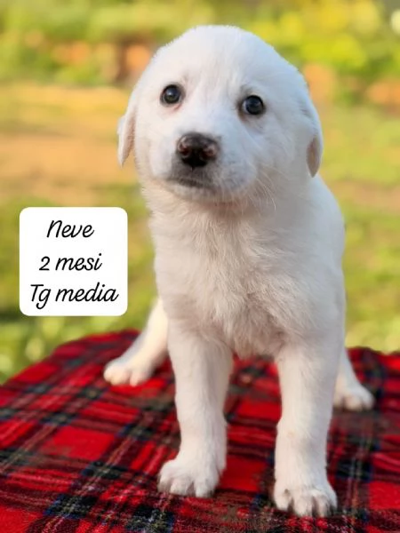 CUCCIOLI SENZA ALCUN FUTURO! | Foto 4