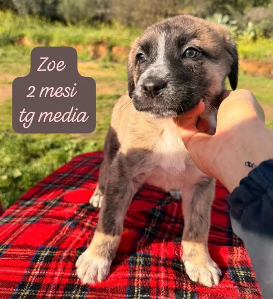 CUCCIOLI SENZA ALCUN FUTURO! | Foto 2