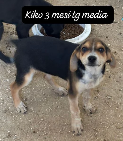 CUCCIOLI SENZA ALCUN FUTURO! | Foto 1