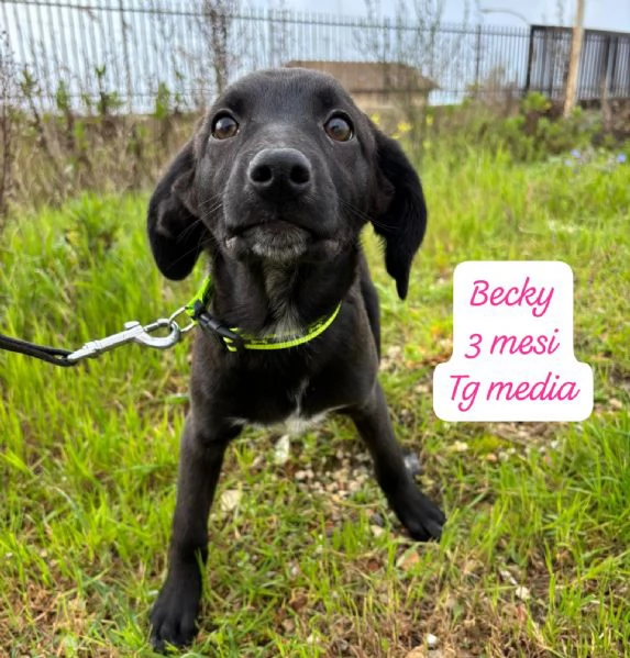 CUCCIOLI SENZA ALCUN FUTURO! | Foto 0