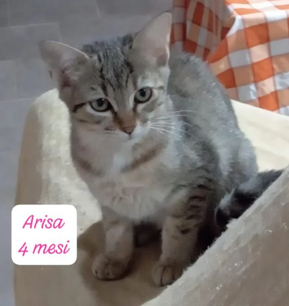 CERCANO DISPERATAMENTE CASA | Foto 6