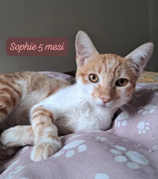 CERCANO DISPERATAMENTE CASA | Foto 5