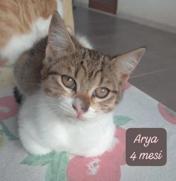 CERCANO DISPERATAMENTE CASA