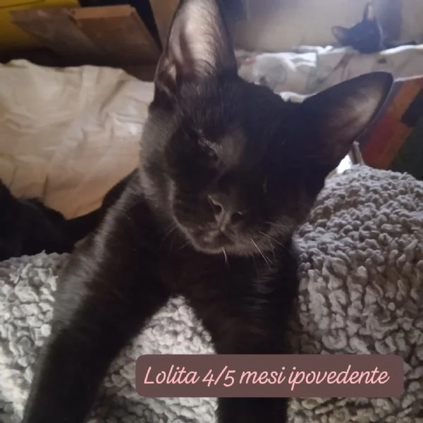 CERCANO DISPERATAMENTE CASA | Foto 4