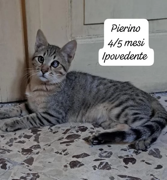 CERCANO DISPERATAMENTE CASA | Foto 3