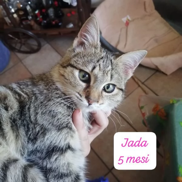 CERCANO DISPERATAMENTE CASA | Foto 2