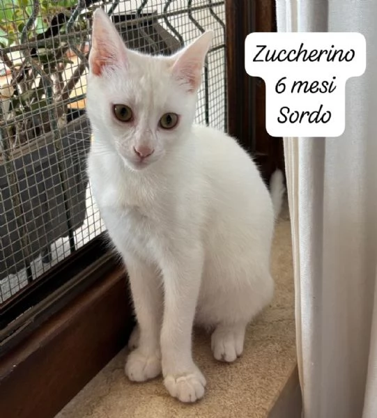 CERCANO DISPERATAMENTE CASA | Foto 0