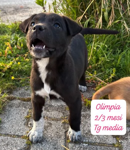 DISPONIBILI CUCCIOLI! Chiamate  | Foto 5
