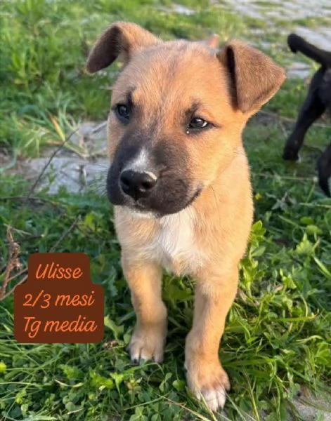DISPONIBILI CUCCIOLI! Chiamate 