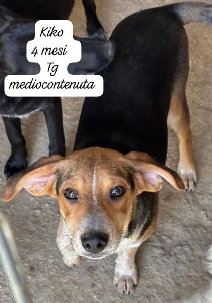 DISPONIBILI CUCCIOLI! Chiamate  | Foto 4