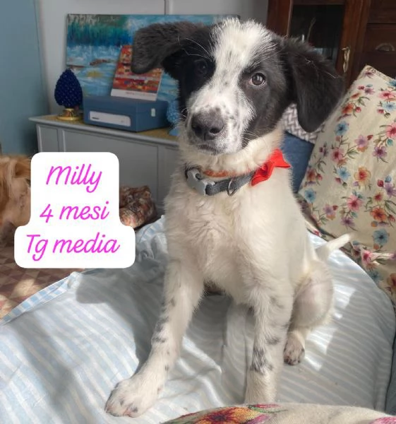 DISPONIBILI CUCCIOLI! Chiamate  | Foto 2