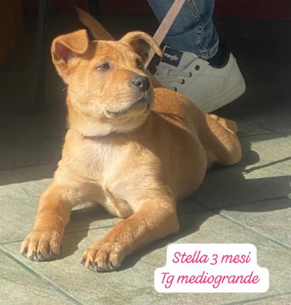 DISPONIBILI CUCCIOLI! Chiamate  | Foto 1
