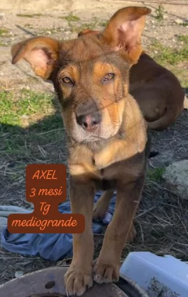 DISPONIBILI CUCCIOLI! Chiamate  | Foto 0