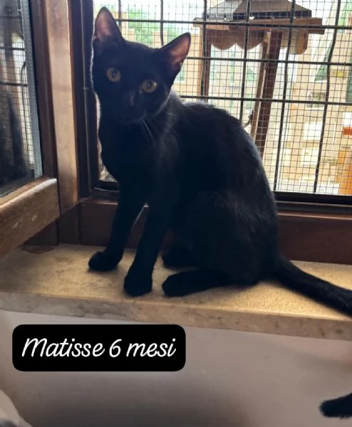 AIUTATECI: TANTI GATTINI SOLI | Foto 6