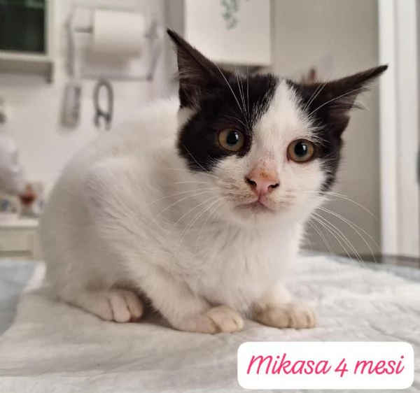 AIUTATECI: TANTI GATTINI SOLI | Foto 5