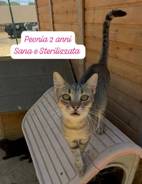 AIUTATECI: TANTI GATTINI SOLI | Foto 4