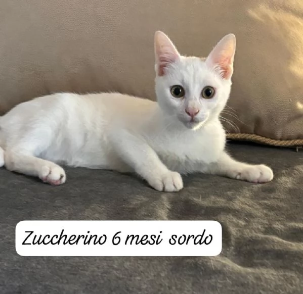 AIUTATECI: TANTI GATTINI SOLI