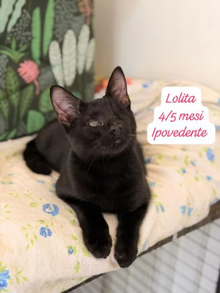 AIUTATECI: TANTI GATTINI SOLI | Foto 3