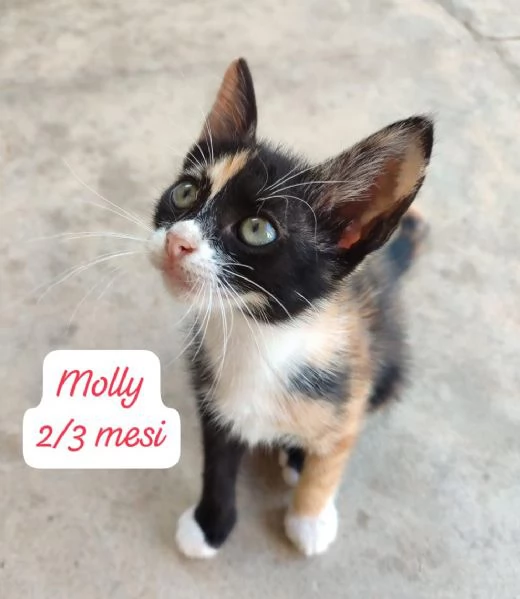 AIUTATECI: TANTI GATTINI SOLI | Foto 5