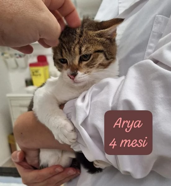 AIUTATECI: TANTI GATTINI SOLI | Foto 1