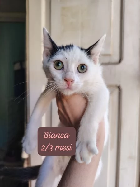 AIUTATECI: TANTI GATTINI SOLI | Foto 4