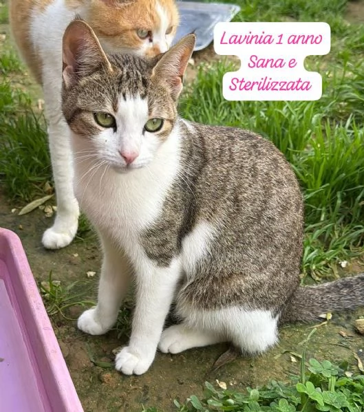 AIUTATECI: TANTI GATTINI SOLI | Foto 3