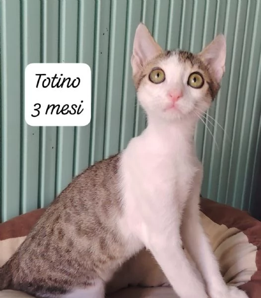 AIUTATECI: TANTI GATTINI SOLI | Foto 2