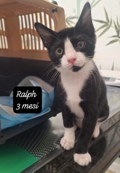 AIUTATECI: TANTI GATTINI SOLI