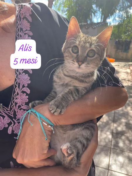 AIUTATECI: TANTI GATTINI SOLI | Foto 0