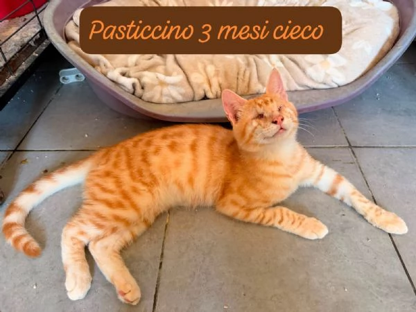 AIUTATECI: TANTI GATTINI SOLI | Foto 0