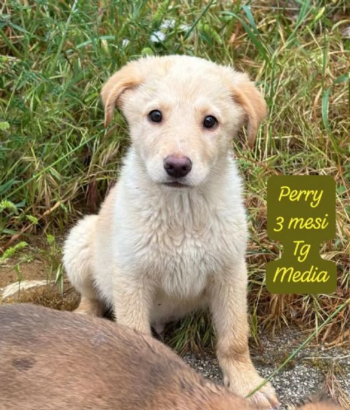 EMERGENZA CUCCIOLI RINCHIUSI IN RIFUGIO  | Foto 7