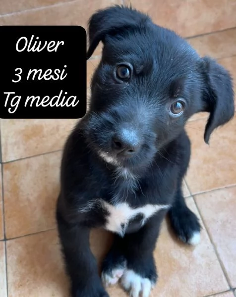 EMERGENZA CUCCIOLI RINCHIUSI IN RIFUGIO  | Foto 4
