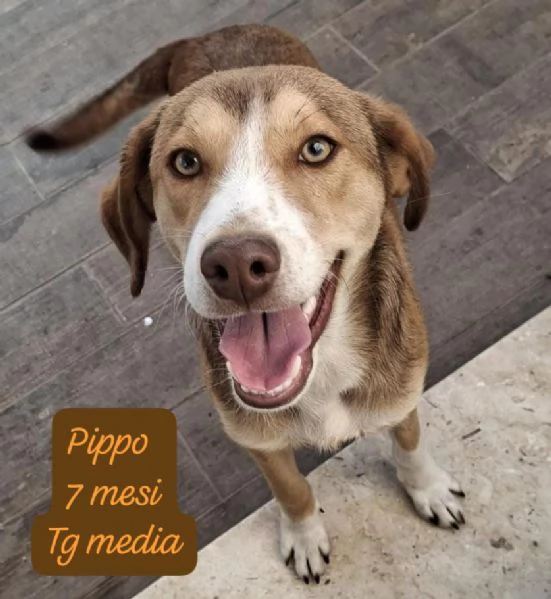 EMERGENZA CUCCIOLI RINCHIUSI IN RIFUGIO  | Foto 3