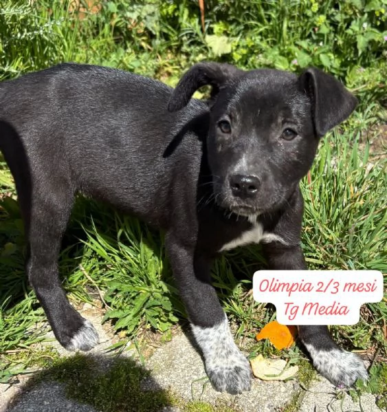 EMERGENZA CUCCIOLI RINCHIUSI IN RIFUGIO  | Foto 4
